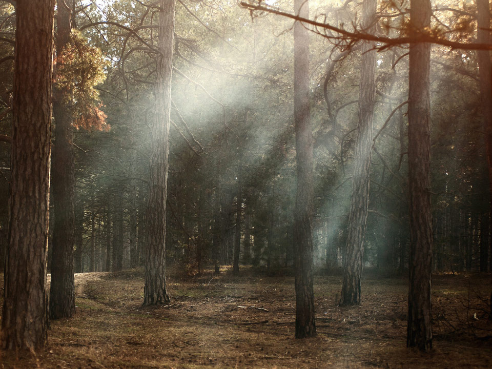 Imagem de uma floresta com raios de sol atravessando os galhos das árvores. 