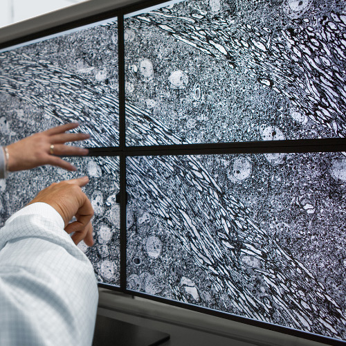 Imagem de quatro telas mostrando imagens obtidas com o microscópio ZEISS MultiSEM. 